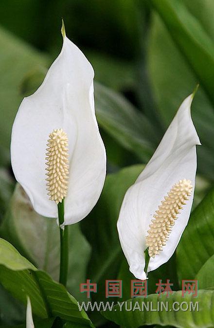 白鶴芋 苞葉芋，白掌，一帆風順