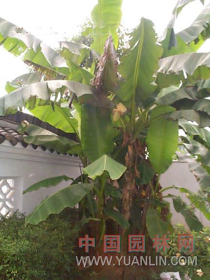 芭蕉 綠天、扇仙