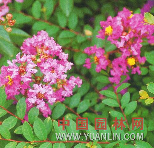 矮紫薇 百日紅、滿堂紅、小癢癢樹