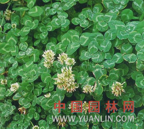 白花三葉草 白三葉、白車軸草、白花苜蓿