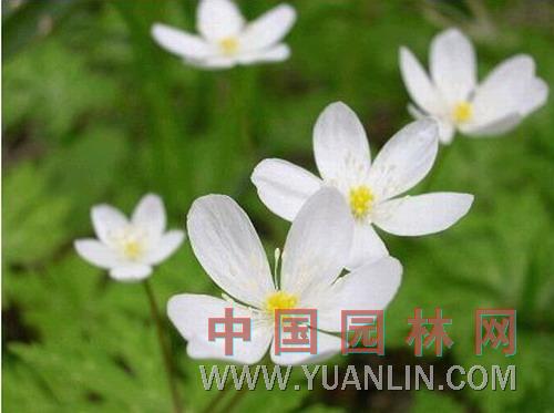 鵝掌草 二輪七、蜈蚣三七(浙江)、林蔭銀蓮花