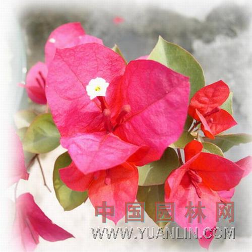 寶巾花 簕杜鵑 、葛、三角花，葉子花