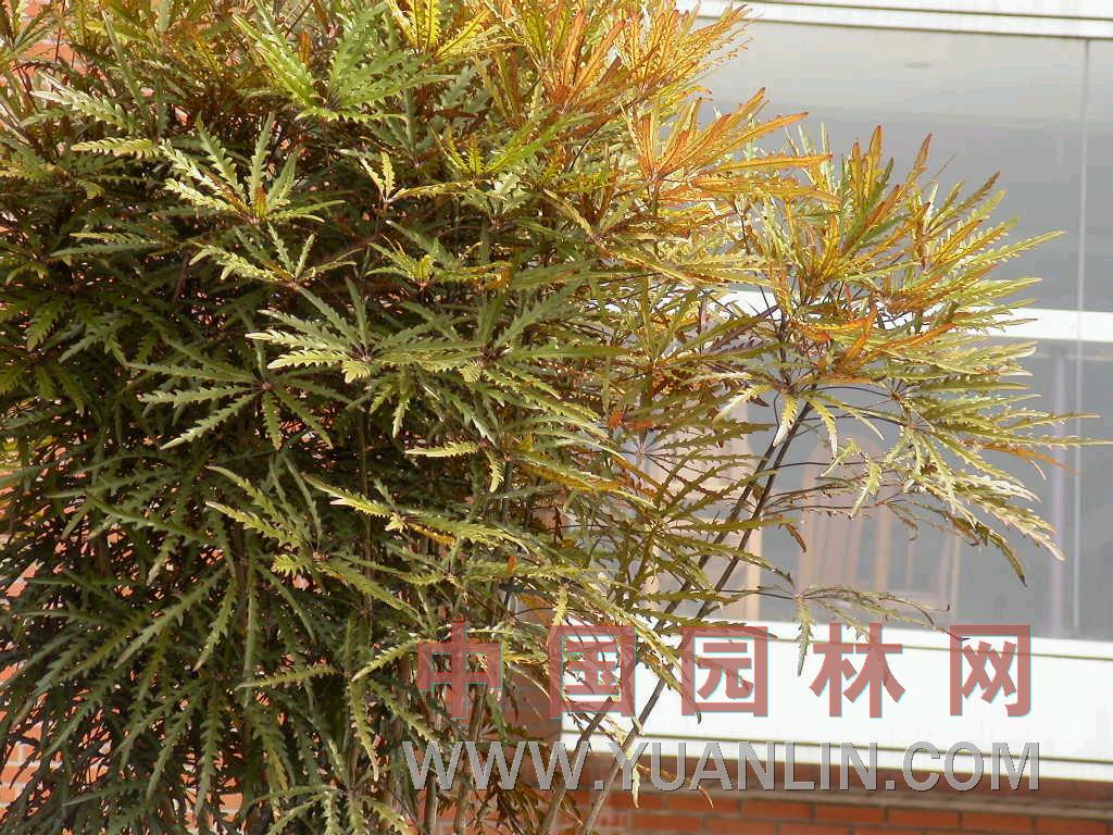 孔雀木 手樹(shù)