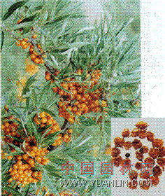 沙棘 醋柳，醋刺