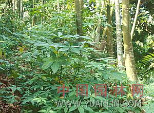 馬拉巴栗  大果木棉、招財樹、發(fā)財樹、瓜栗、大果木棉 、美國花