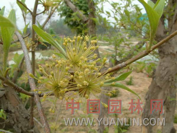 山茱萸  山芋肉、藥棗、實(shí)棗兒、棗皮、肉棗