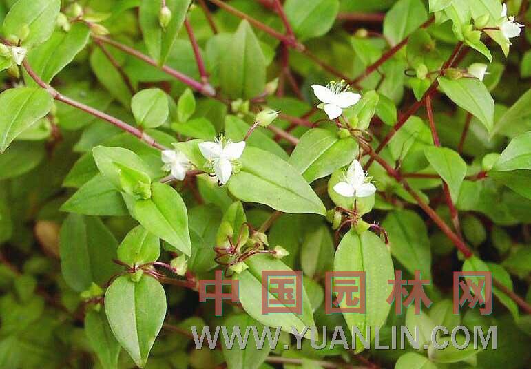 白花紫露草  淡竹葉、白花紫鴨跖草 