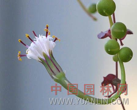 翡翠珠 一串珠、綠鈴、一串鈴、綠串株