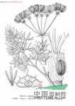 隱盤芹 