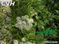 柳葉芹 小葉獨(dú)活(東北植物檢索表)、雞爪芹、叉子芹(遼寧)