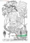 裂葉獨(dú)活 藏當(dāng)歸(青海)，千葉獨(dú)活(秦嶺植物志)