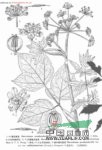 思茅獨活 