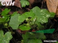 紅馬蹄草 金錢薄荷(浙江平陽)、大樣駁骨草(廣東樂昌)；紅馬蹄草(四川峨眉)
