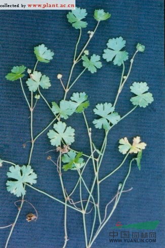 破銅錢(qián) 鵝不食草(江西)、銅錢(qián)草(廣西)、小葉銅錢(qián)草