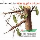 沒藥 末藥(《綱目》)、明沒藥《全國中草藥匯編》末藥，制沒藥，炙沒藥，醋炒沒藥，生沒藥，生明沒藥。