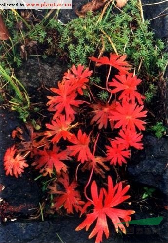 長(zhǎng)白老鸛草 