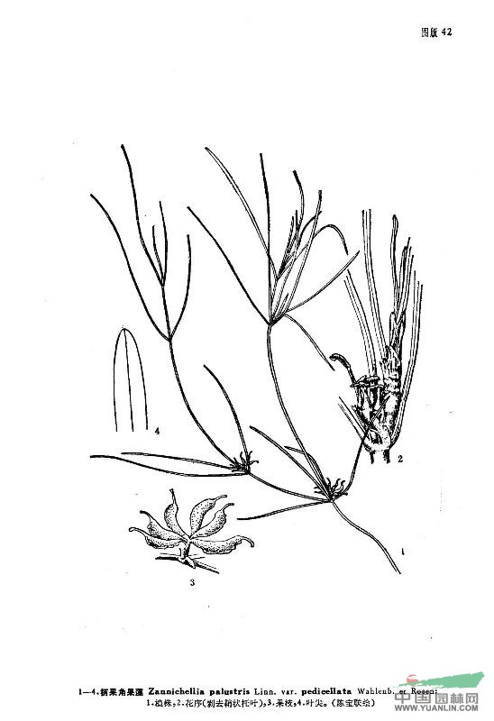 角果藻(原變種)
