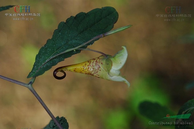 長(zhǎng)翼鳳仙花 
