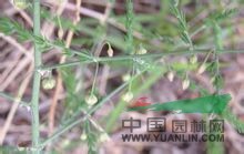 長(zhǎng)花天門(mén)冬 
