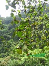 黃毛榕 毛果、貓卵果、大赦婆樹(shù)(云南)