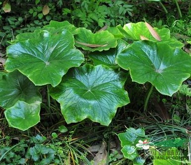 六角蓮 獨(dú)腳蓮、山荷葉、八角蓮、金盤三七、金盤托荔枝, 