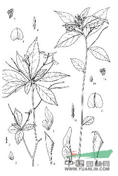 獨龍鳳仙花