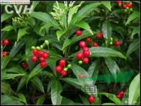 蘿芙木 魚膽木、山辣椒、刀傷藥