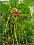 羊角拗 羊角扭、貓屎殼、斷腸草