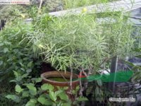 黃花夾竹桃 黃花狀元竹、酒杯花