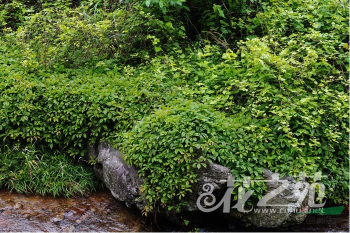 綠葉地錦 綠爬山虎、青龍?zhí)?、五盤藤、五葉壁藤