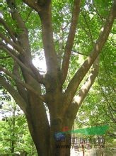 水同木 大有、豬母乳、光葉榕、空心榕、牛乳樹(shù)、水管仔 大有、豬母乳、光葉榕、空心榕、牛乳樹(shù)、水管仔