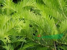 粗榧 中華粗榧杉、粗榧杉、鄂西粗榧、 中國(guó)粗榧