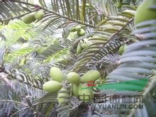 海南粗榧 薄葉篦子杉、紅殼松