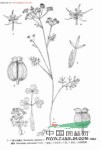 羽軸絲瓣芹 