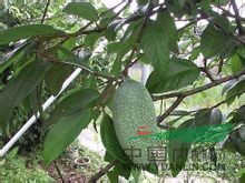 愛玉子 愛玉、玉枳、枳仔、草枳仔、澳澆、風(fēng)不動 