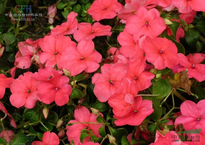 蘇丹鳳仙花 