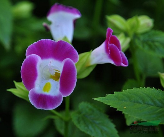 藍豬耳 蝴蝶花、蚌殼草、散膽草、老蛇藥、倒膽草、單色翼萼