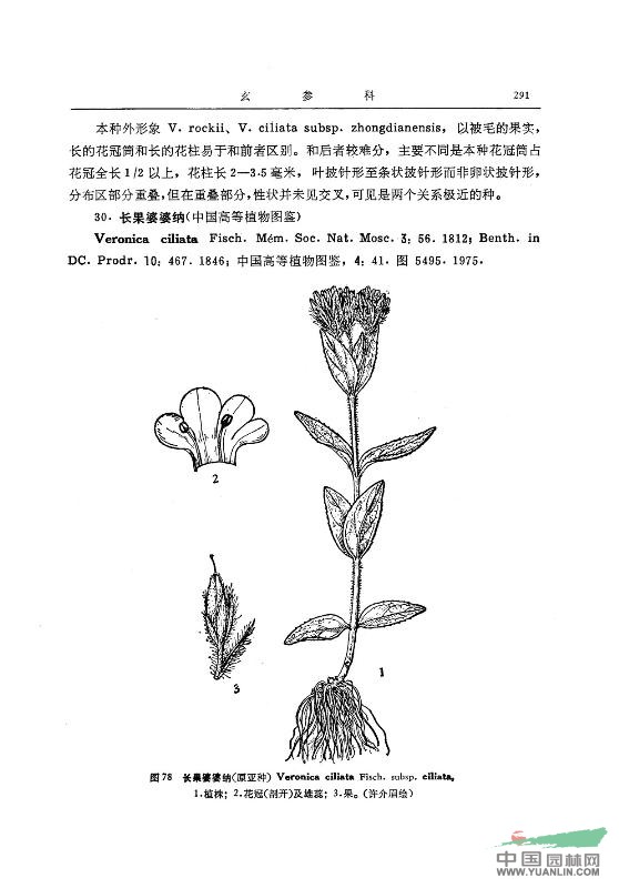 長(zhǎng)果婆婆納(原亞種) 