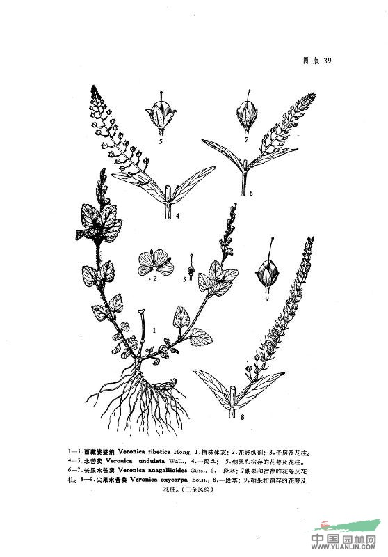 長(zhǎng)果水苦荬 