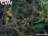 紅柴胡 細葉柴胡、軟柴胡、烏蘭—寶日—額布蘇(蒙古名)