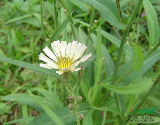 水苦荬 水萵苣，水菠菜(湖北)