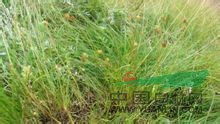 松潘矮澤芹 