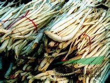 川明參 明參，沙參、明沙參、土明參