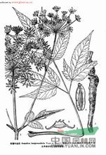 長(zhǎng)尾葉當(dāng)歸 曲前、尾獨(dú)活、云山當(dāng)歸、土羌活