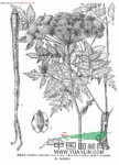 峨眉當(dāng)歸 羌活、野當(dāng)歸、巖白芹、騷羌活、當(dāng)歸、香白芷