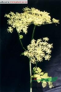 黑水當(dāng)歸 朝鮮白芷、阿穆個(gè)獨(dú)活、叉子芹、碗兒芹