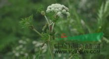華中前胡 光頭獨活(四川萬縣、巫山、巫溪)