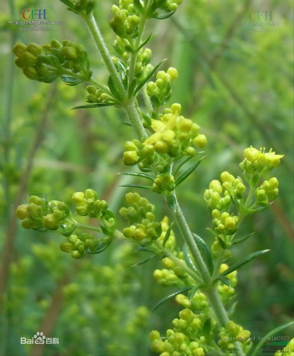 粗糙蓬子菜 毛拉拉蔓、糙葉蓬子菜