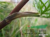 密花巖風(fēng) 山胡蘿卜(河北)，胡芹菜(山西)