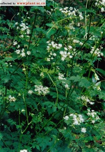 白苞芹 藁本(拉漢種子植物名稱)，石防風(fēng)(湖南)，紫莖芹(中國高等植物圖鑒)
